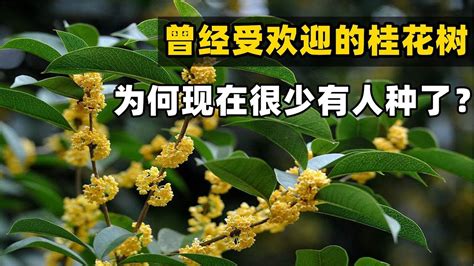 門前種桂花|【門前種桂花】門前種桂花讓福氣爆棚！快來探索桂花樹的風水奧。